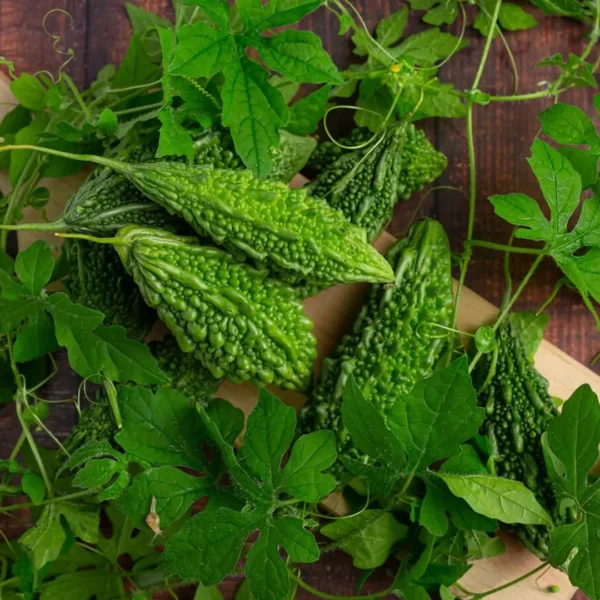 Bitter Gourd/Karela - Image 3